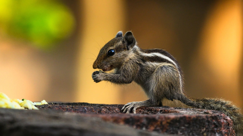 Baby Five-striped Palm Squirrel AKA Northern Palm Squirrel (Funambulus pennantii) nibbles on some rice at Tehatta, West Bengal, India
